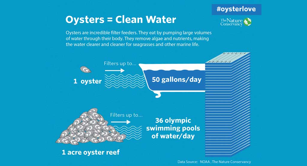 oysters clean water